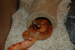AmberAndDagger